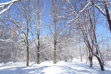 Fototapeta na wymiar Park on a Sunny frosty day