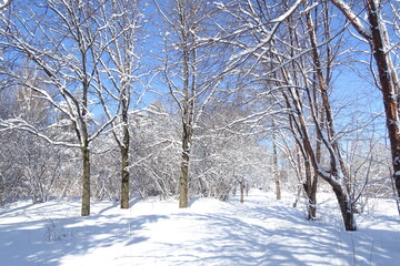 Park on a Sunny frosty day