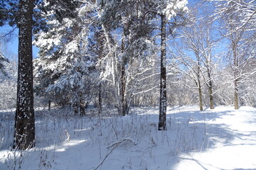 Park on a Sunny frosty day