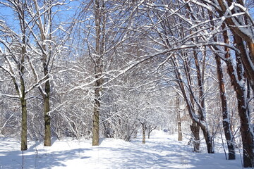 Park on a Sunny frosty day