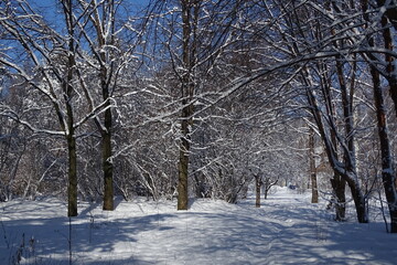 Fototapeta premium Park on a Sunny frosty day