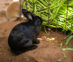 black rabbit eating morning glory