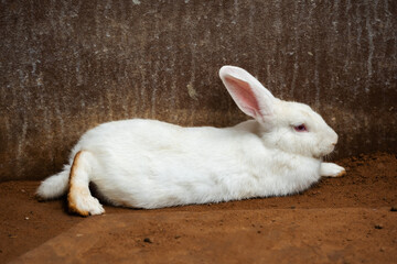 Obraz premium white Rabbit or Bunny or Hare resting on ground