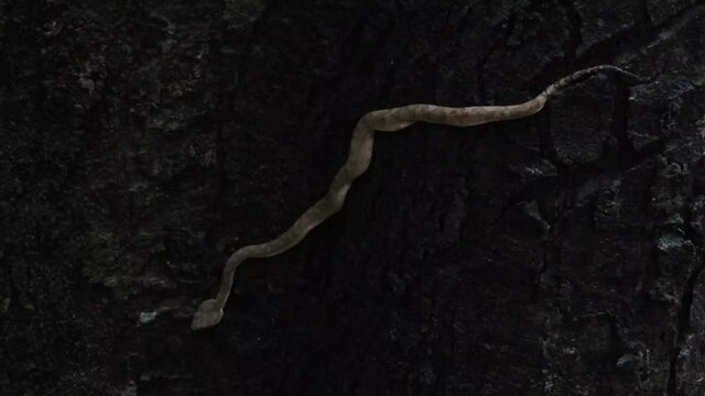 snake on a tree, Malabar pit Viper