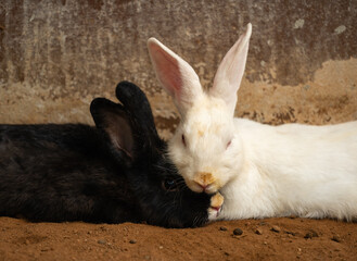 two white and black Rabbit or Bunny or Hare resting on ground