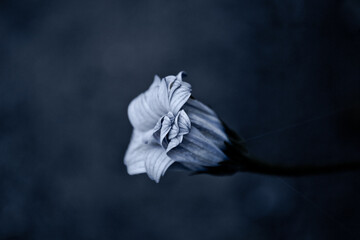 Incredible white flower on a dark matte background - 361482946