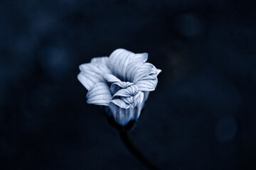 Incredible white flower on a dark matte background - 361482947