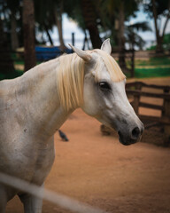 white horse portrait