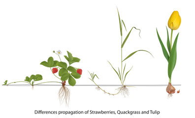 Strawberry Plant and Couch grass Propagation