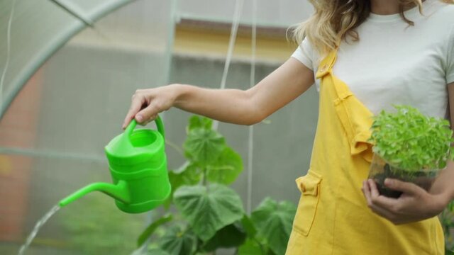 Female gardener watering plants in a greenhouse