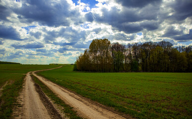 Fototapeta premium road in the field