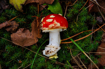fly agaric mushroom in forest