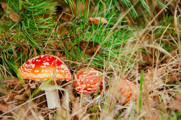 fly agaric mushroom in forest