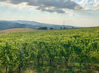 Fototapeta na wymiar Beautiful vineyards on a sunny day on the soft hills of the Colli Piacentini, near Piacenza, Emilia Romagna, Italy. Local grape varieties are Barbera, Croatian, Malvasia, Ortrugo, Sauvignon, Bonarda