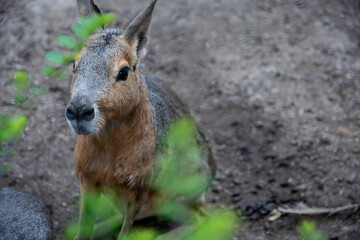 Wild patagonian mara with green leaves in front of it