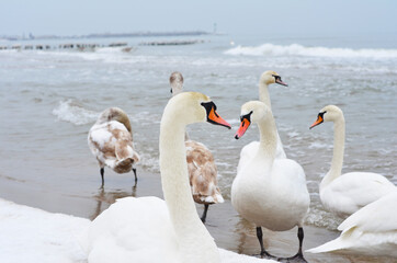 swans on the lake