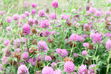 Big bumblebee collects honey from clover. Selective focus