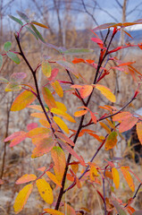 autumn leaves in the forest