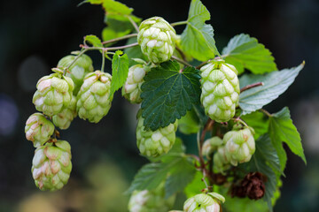 Hopfen