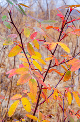 autumn leaves in the forest