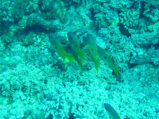 Fototapeta premium Unterwasserwelt