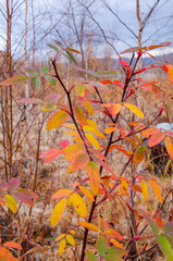 autumn trees in the park