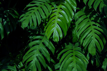 Naklejka na ściany i meble Natural dark green leaves,tropical dark green leaf,