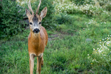 A beautiful curious fawn deer held in captivity approaching