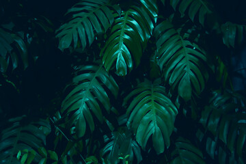 Fototapeta na wymiar Natural dark green leaves,tropical dark green leaf,