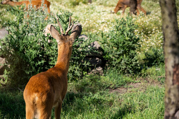 The back of a beautiful fawn deer in the wild