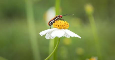 Red Cotton Bug Resting on daisy flower. Beautiful Macro World