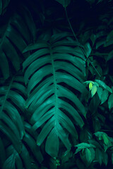 Plakat Natural dark green leaves,tropical dark green leaf,