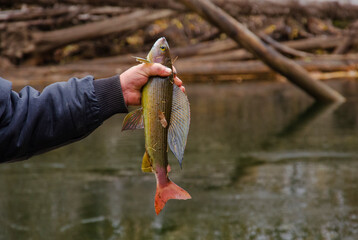 hand holding a fish