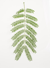 acacia leaves pattern background