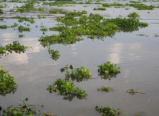 Water hyacinth on the river