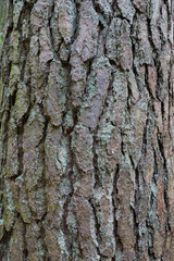 Obraz premium old pine bark close up