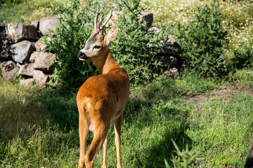 The back of a beautiful fawn deer turning to us in the wild