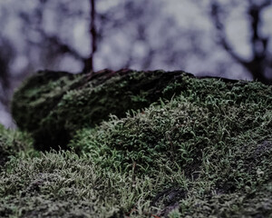 Moss on the tree