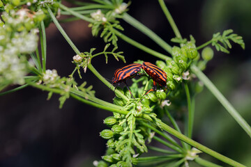 two graphosoma lineatum or shield bug or striped bug copulating on a branch