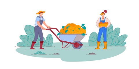 Farmer harvesting pumpkins. Isolated farmer man and woman people cartoon characters with pumpkins harvest in farm wheelbarrow cart and crate harvesting vegetable crops. Vector agriculture, farming