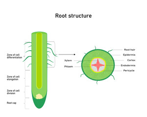 Diagram showing root  structure  Plant anatomy.  Vector illustration.