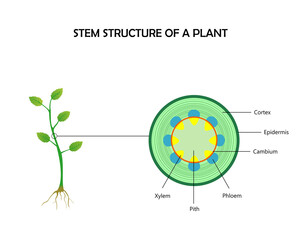 Stem structure of a plant ,cross section, dicot.botanical vector illustration for for biological, science, and educational use.