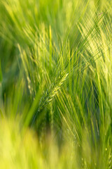 spikelets of green wheat on the field as background