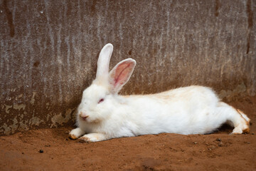 white Rabbit or Bunny or Hare resting on ground