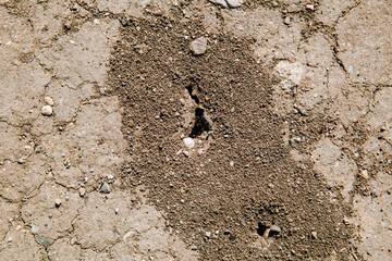 Ant hill on dry cracked ground. Ant hole in the ground