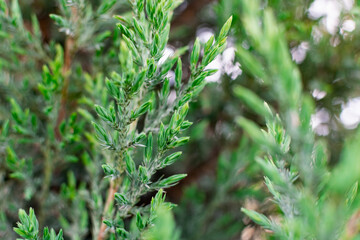 Young leaves of juniper. Coniferous tree with thin, small and soft needles. Light green tips of branches in late spring in may. Natural vegetation background