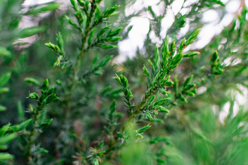 Young leaves of juniper. Coniferous tree with thin, small and soft needles. Light green tips of branches in late spring in may. Natural vegetation background