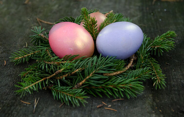 Easter eggs in a wreath of fir branches
