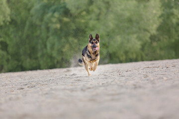 Naklejka na ściany i meble German Shepherd dog running on sand