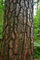 Obraz premium high pine tree in spring forest